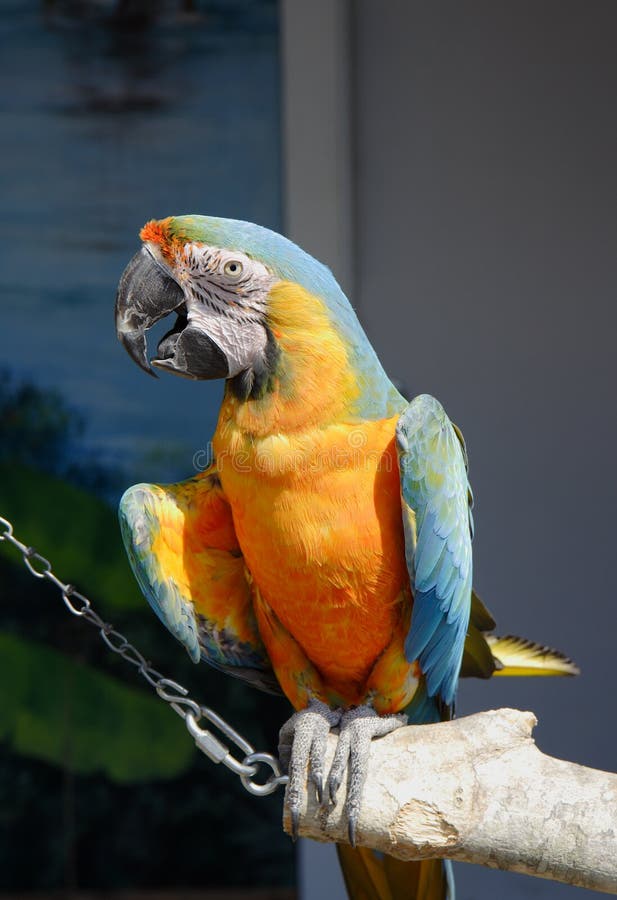 Perroquet de Macaw photo stock Perroquet de Macaw photo stock