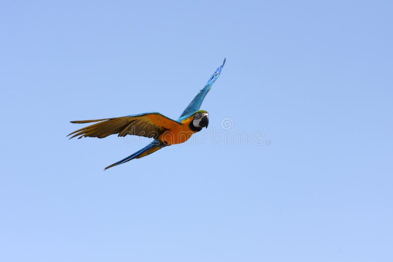 Perroquet de Macaw en vol Perroquet de Macaw en vol