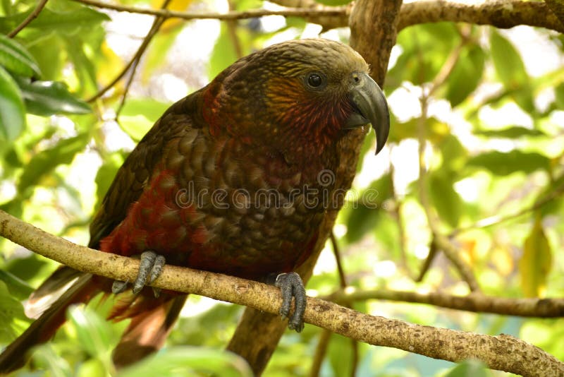 Perroquet endémique unique Kaka du Nouvelle-Zélande photos libres de droits Perroquet endémique unique Kaka du Nouvelle-Zélande photos libres de droits