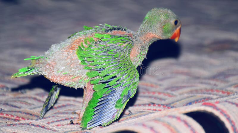 Perroquet indien de Ringneck essayant de voler photo stock Perroquet indien de Ringneck essayant de voler photo stock