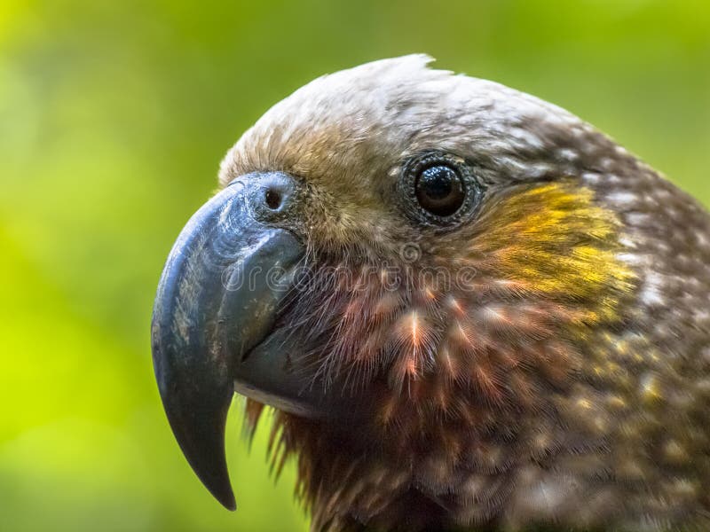 Perroquet indigène du Nouvelle-Zélande Kaka photos stock Perroquet indigène du Nouvelle-Zélande Kaka photos stock