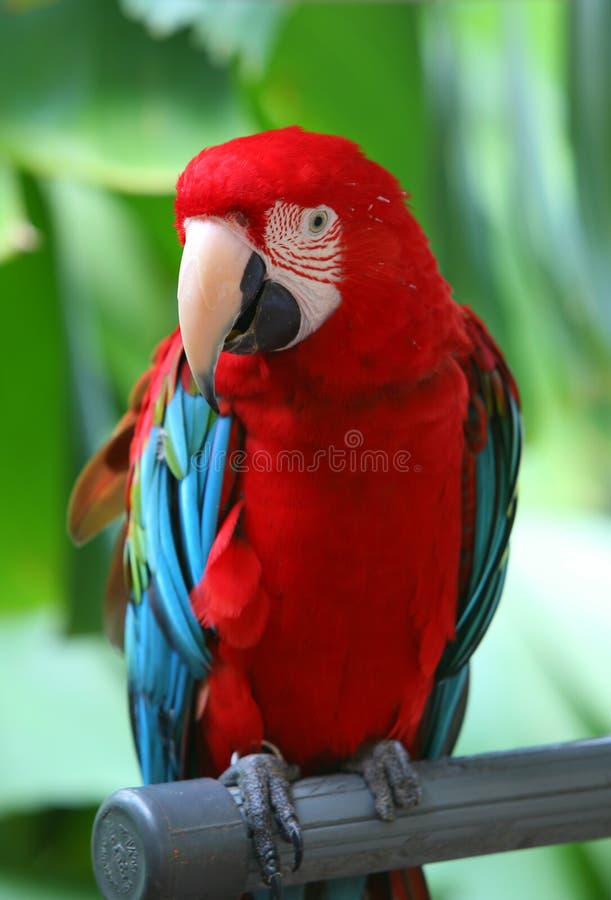 Perroquet - Macaw bleu rouge photos stock Perroquet - Macaw bleu rouge photos stock