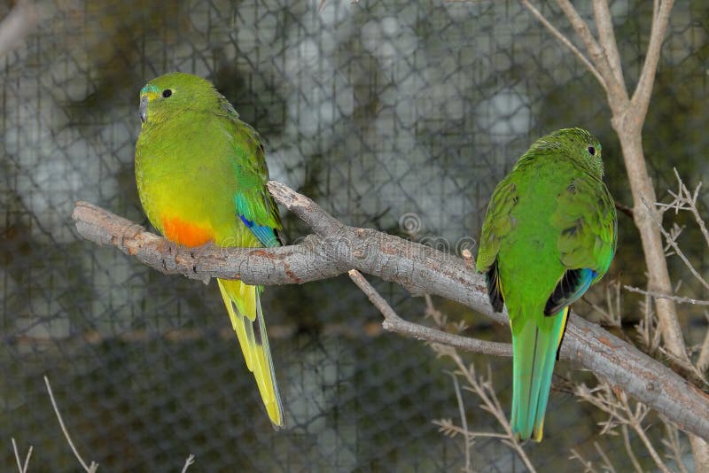 Perroquet Orange-gonflé Neophema Chrysogaster - paire image libre de droits Perroquet Orange-gonflé Neophema Chrysogaster - paire image libre de droits