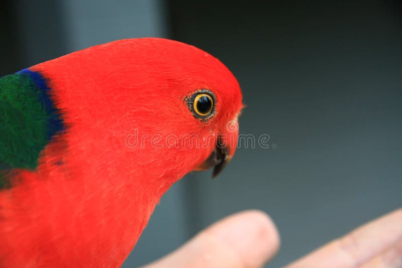 Red Parrot close-up shot with fiery eyes. Red Parrot close-up shot with fiery eyes