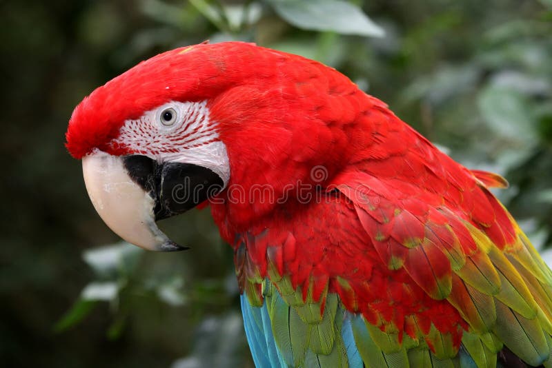 Perroquet viridipenne de Macaw photos libres de droits