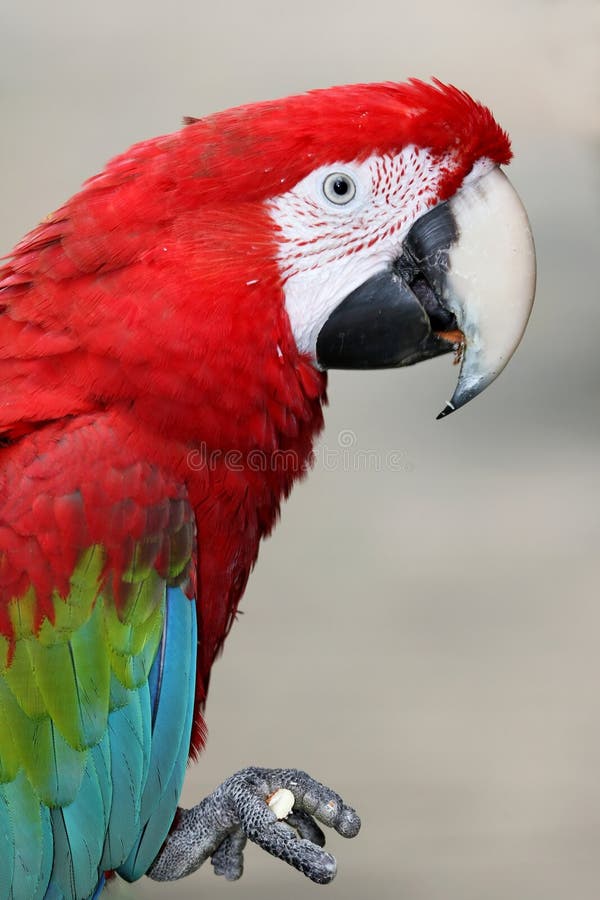Perroquet viridipenne de Macaw photo stock