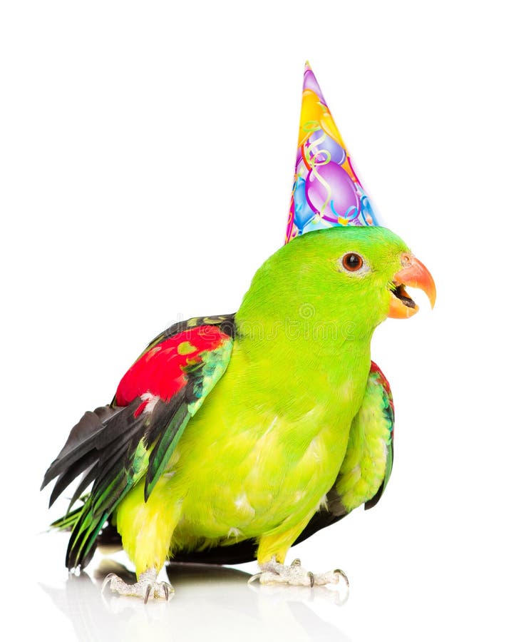 Perroquet à ailes rouges dans le chapeau d'anniversaire regardant l'appareil-photo D'isolement sur le blanc photographie stock Perroquet à ailes rouges dans le chapeau d'anniversaire regardant l'appareil-photo D'isolement sur le blanc photographie stock