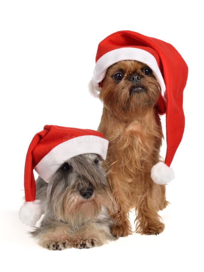 Perros barbudos de Santa con los sombreros rojos imagenes de archivo