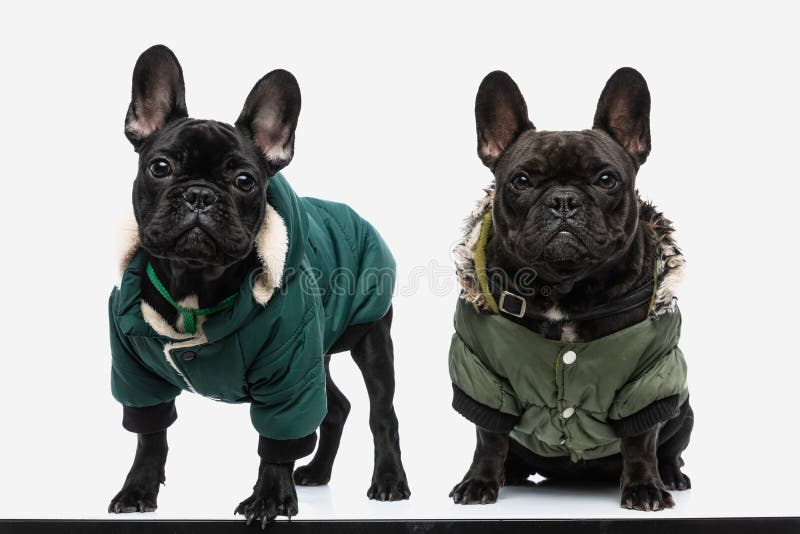Perros bulldog francés con chaquetas verde fresco están buscando imágenes de archivo libres de regalías