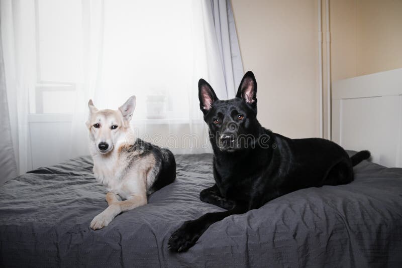 Perros Curiosos Relajándose En La Cama En Casa Foto de archivo - Imagen de  canino, animal: 163544824