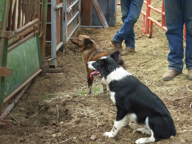 Perros de funcionamiento y vaqueros fotografía de archivo Perros de funcionamiento y vaqueros fotografía de archivo