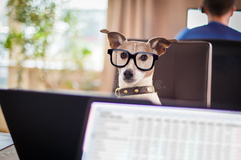Perros De La Gestión De Boss En Oficina Foto de archivo - Imagen de mascota,  empresario: 140775090
