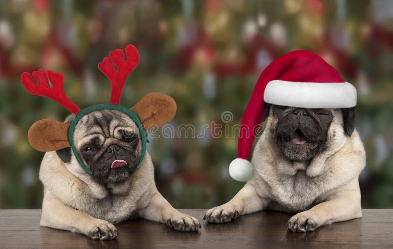 Perros de perrito lindos divertidos del barro amasado de la Navidad que se inclinan en la tabla de madera, el sombrero de Papá No imágenes de archivo libres de regalías Perros de perrito lindos divertidos del barro amasado de la Navidad que se inclinan en la tabla de madera, el sombrero de Papá No imágenes de archivo libres de regalías