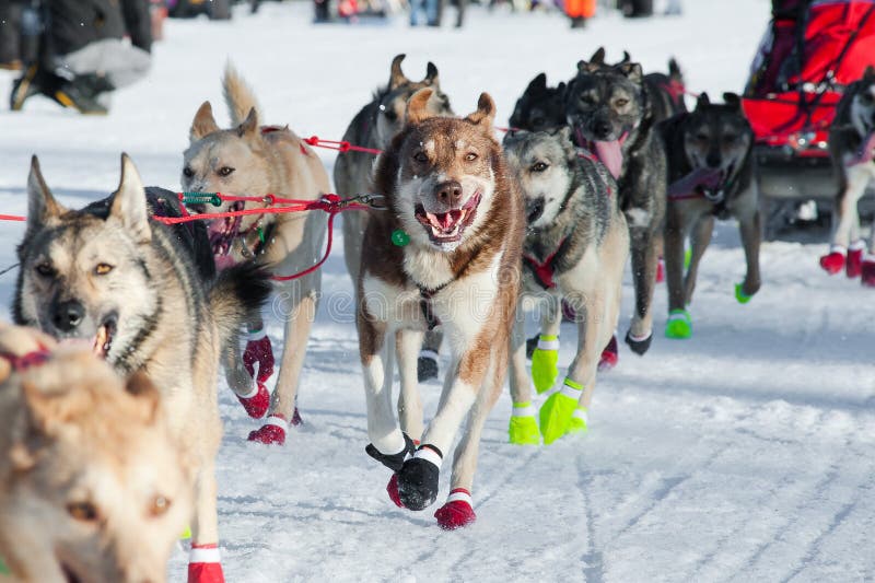 Perros De Trineo Que Corren Una Carrera Imagen de archivo - Imagen de perro,  alaska: 116505075