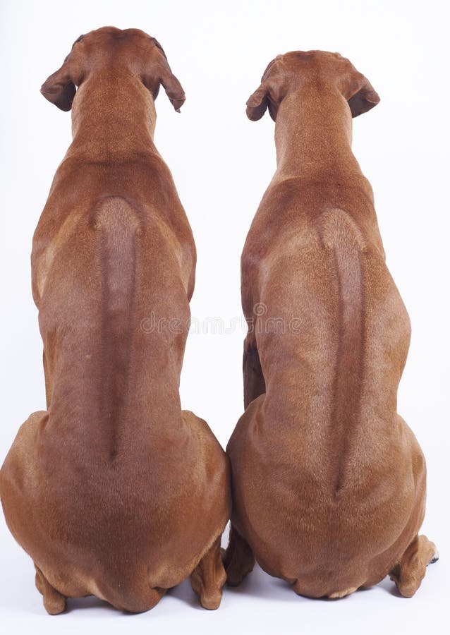 Perros del ridgeback de Rhodesian de la parte posterior fotos de archivo Perros del ridgeback de Rhodesian de la parte posterior fotos de archivo