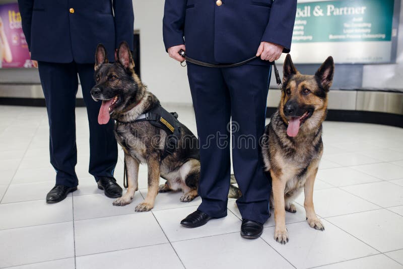 Perros dos de un pastor alemán para detectar sentadas de las drogas cerca de oficiales de aduanas dentro del airoport imagen de archivo Perros dos de un pastor alemán para detectar sentadas de las drogas cerca de oficiales de aduanas dentro del airoport imagen de archivo