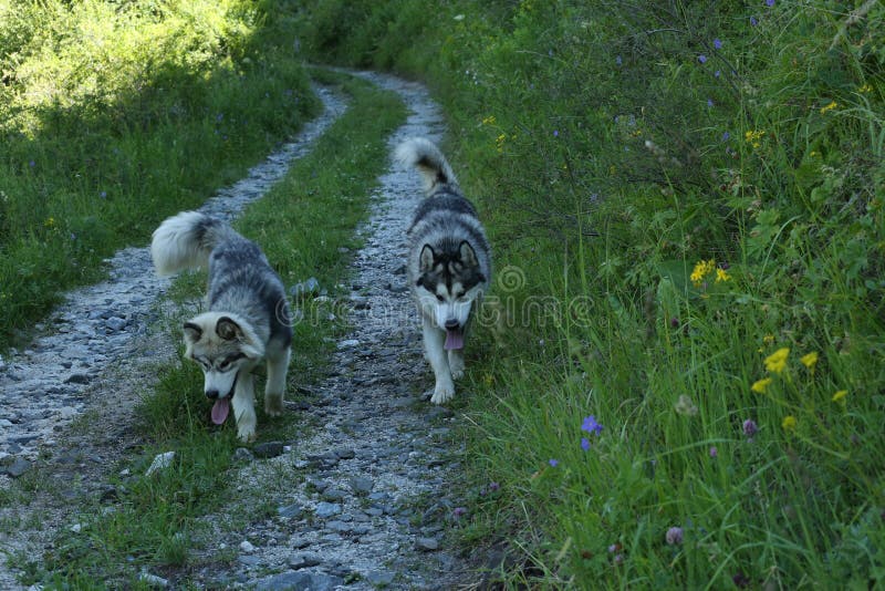 Perros en el bosque de la montaña en el verano fotos de archivo Perros en el bosque de la montaña en el verano fotos de archivo