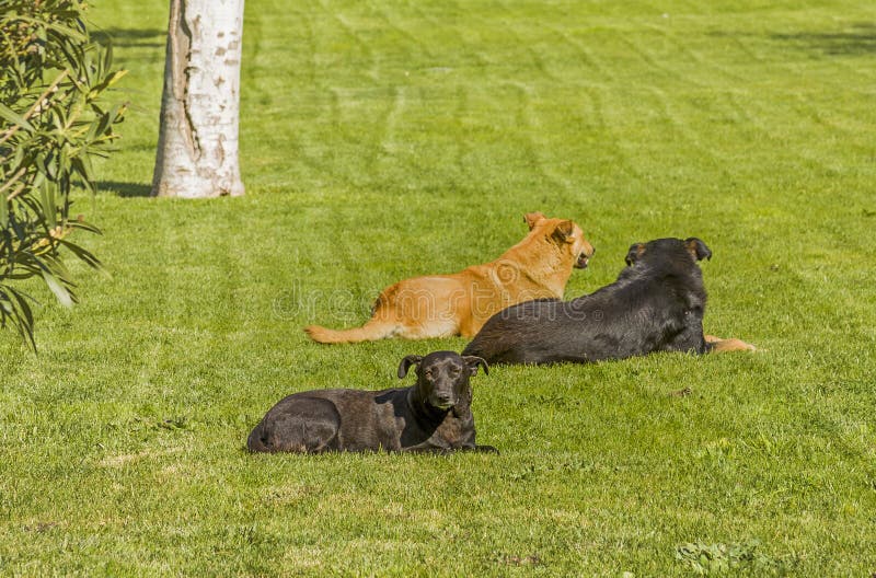 Perros perdidos yacen en el Parque de la ciudad sobre la hierba verde El perro yace en la hierba verde y mira la lente de la cáma imagen de archivo libre de regalías Perros perdidos yacen en el Parque de la ciudad sobre la hierba verde El perro yace en la hierba verde y mira la lente de la cáma imagen de archivo libre de regalías