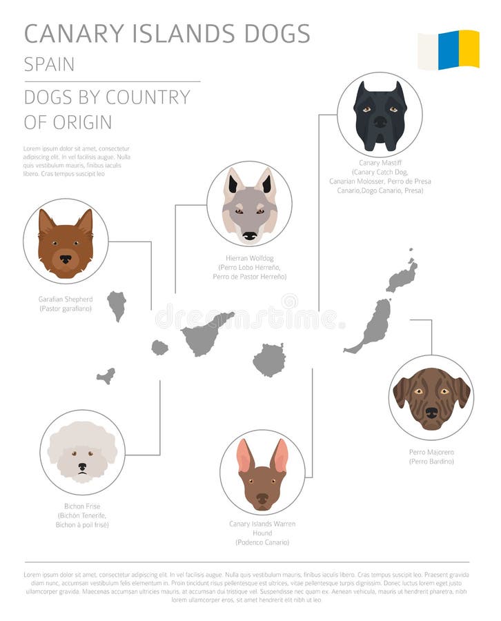 Perros por el país de origen españa Razas del perro de las islas Canarias inf stock de ilustración Perros por el país de origen españa Razas del perro de las islas Canarias inf stock de ilustración