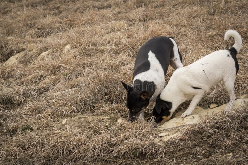 Perros que cazan y que cavan foto de archivo Perros que cazan y que cavan foto de archivo