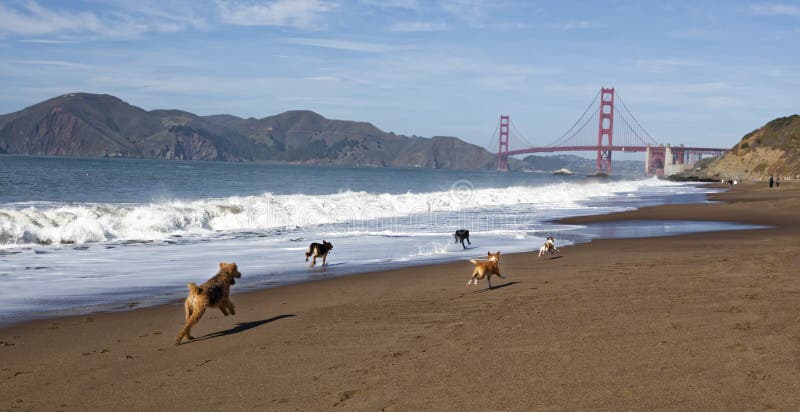 Perros que corren en el panadero Beach del ` s de San Francisco fotos de archivo libres de regalías Perros que corren en el panadero Beach del ` s de San Francisco fotos de archivo libres de regalías