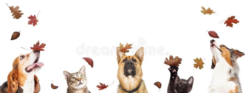 Perros Y Gatos Con Hojas De Otoño En Caída Foto de archivo - Imagen de  frontera, salir: 161122972