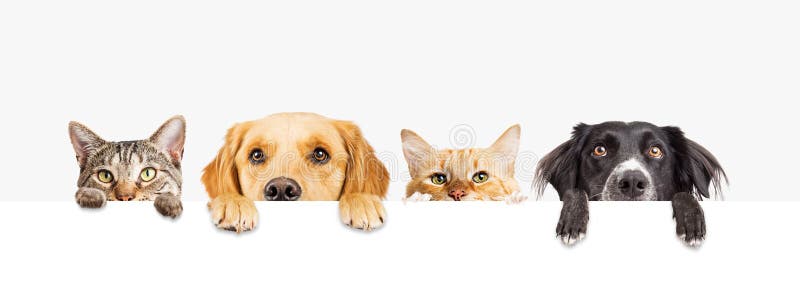 Perros y gatos que miran a escondidas sobre bandera del web imagen de archivo