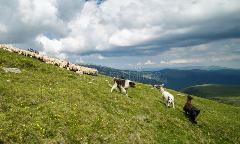 Perros y ovejas en la montaña imagen de archivo Perros y ovejas en la montaña imagen de archivo