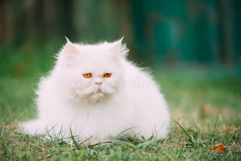 Persa branco engraçado bonito Cat Kitten With Yellow Eyes Resting dentro imagens de stock