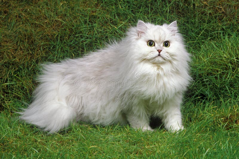 198 Cat Persan Photos Free Royalty Free Stock Photos From Dreamstime 198 Cat Persan Photos Free Royalty Free Stock Photos From Dreamstime