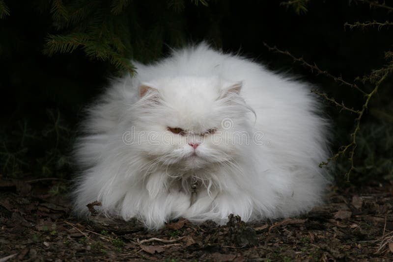 Persian