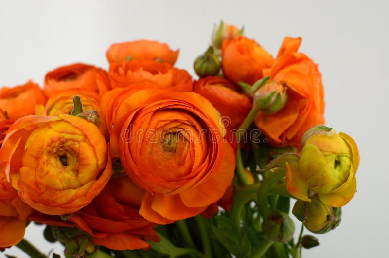 Persian Buttercup. Bunch Pale Orange Ranunculus Flowers Light ...