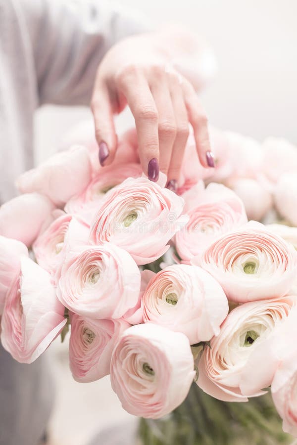 Persian buttercup. Bunch pale pink ranunculus flowers light background. Wallpaper, Vertical photo royalty free stock photo Persian buttercup. Bunch pale pink ranunculus flowers light background. Wallpaper, Vertical photo royalty free stock photo