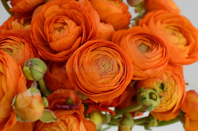 Persian buttercup. Bunch pale orange ranunculus flowers light background royalty free stock images Persian buttercup. Bunch pale orange ranunculus flowers light background royalty free stock images