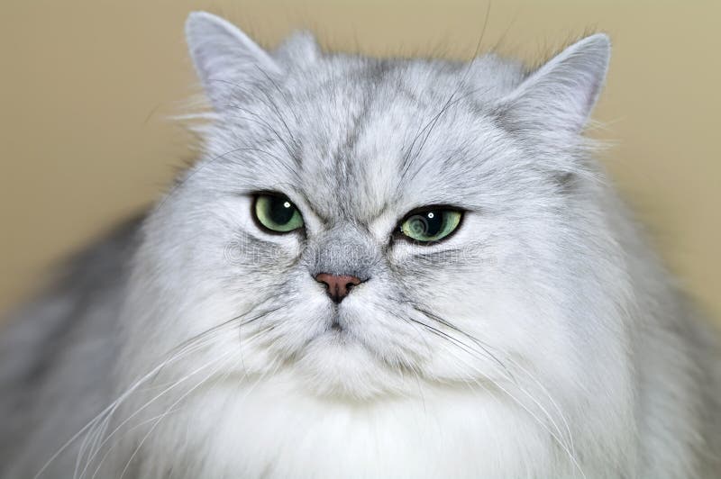 Persian cat stock photo. Image of breed, persian, haired 19974082