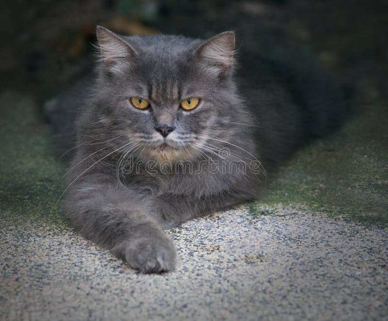 Persian cat