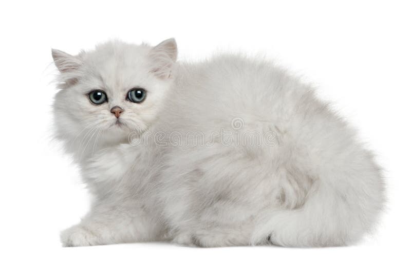 Persian cat, 3 months old, sitting