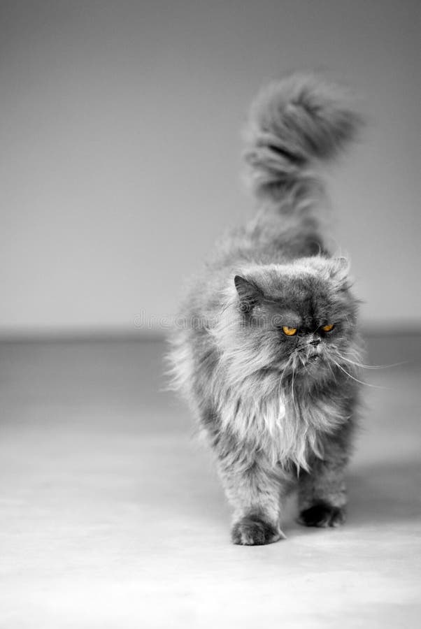 Persian cat. With mean look. Image is converted to black and white but eyes left in its original colour stock images Persian cat. With mean look. Image is converted to black and white but eyes left in its original colour stock images