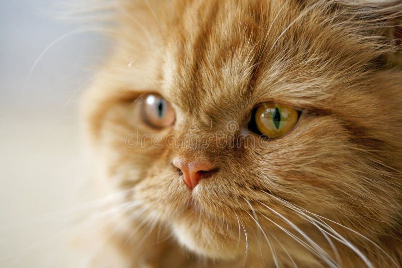 Persian cat stock image. Image of white, yellow, adorable 82001871