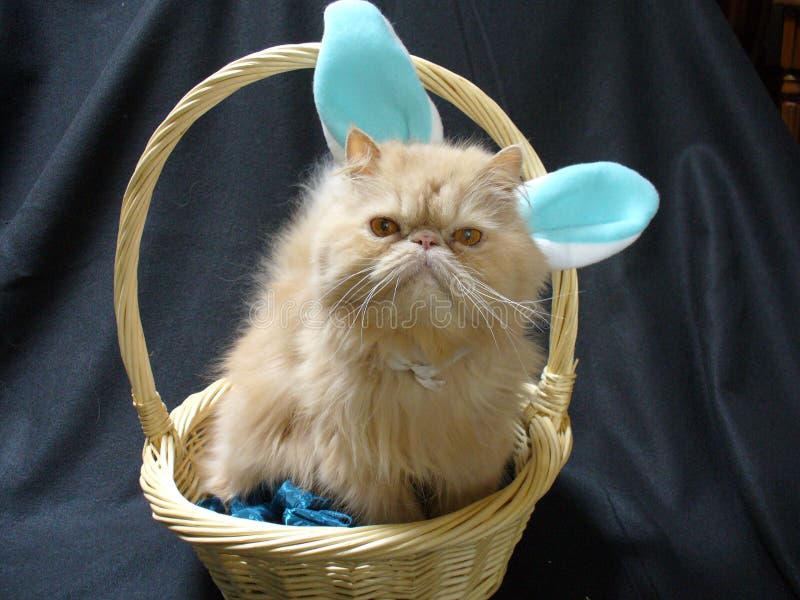 Persian cat bunny