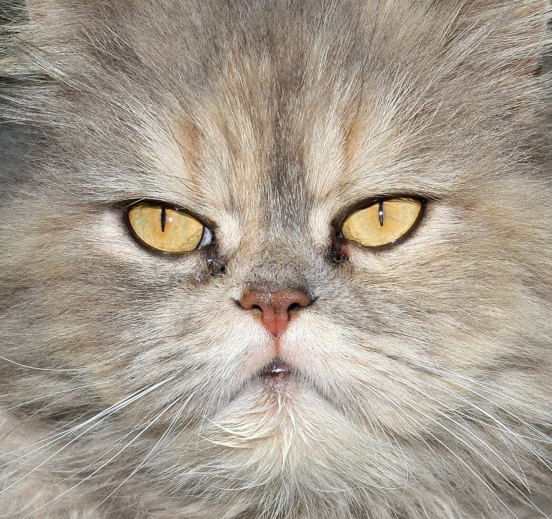 Persian Cat Eyes Stock Image Image 19469121