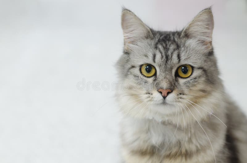 Persian Cat  On A Light  Gray  Background Stock Image Image 