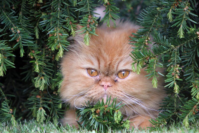 The Persian cat stock photo. Image of cats, breed, garden 119387956