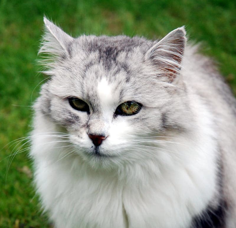 Persian cat portrait