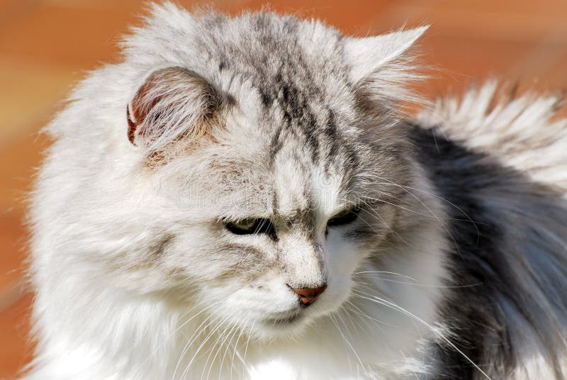 Persian Cat portrait