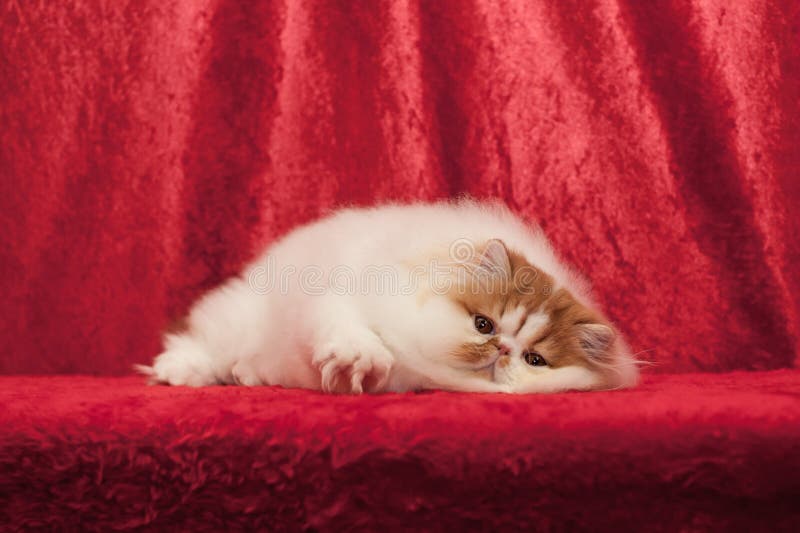 Persian cat stock image. Image of pedigree, persian, portrait 99564187