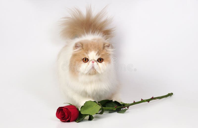 Persian cat with rose