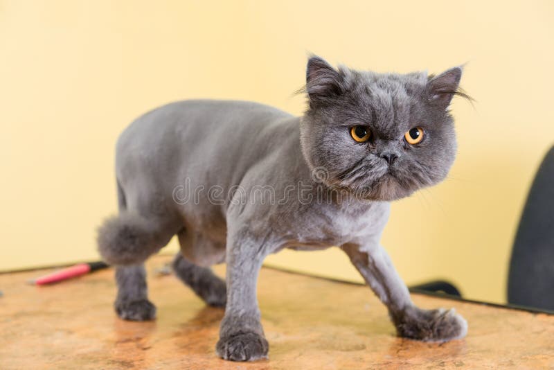 Trimming the Persian Cat stock image. Image of shearing 9849201