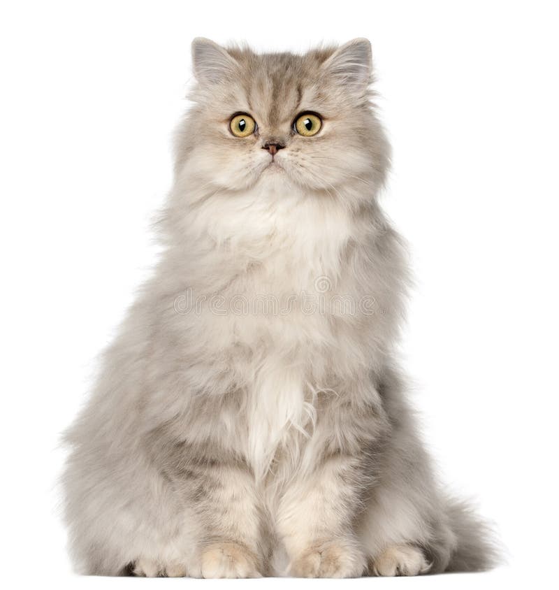 Persian cat, sitting in front of white background