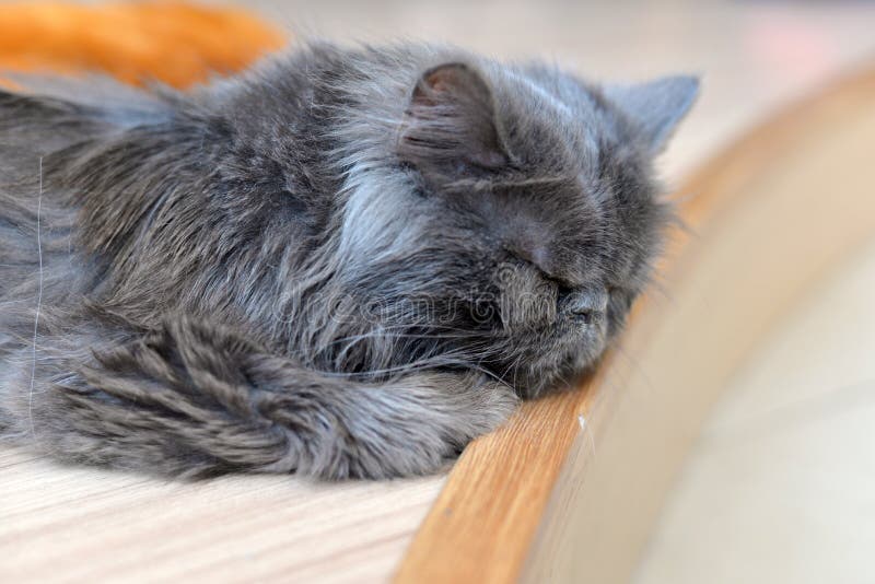 Persian cat sleep stock photo. Image of face, household 58007262